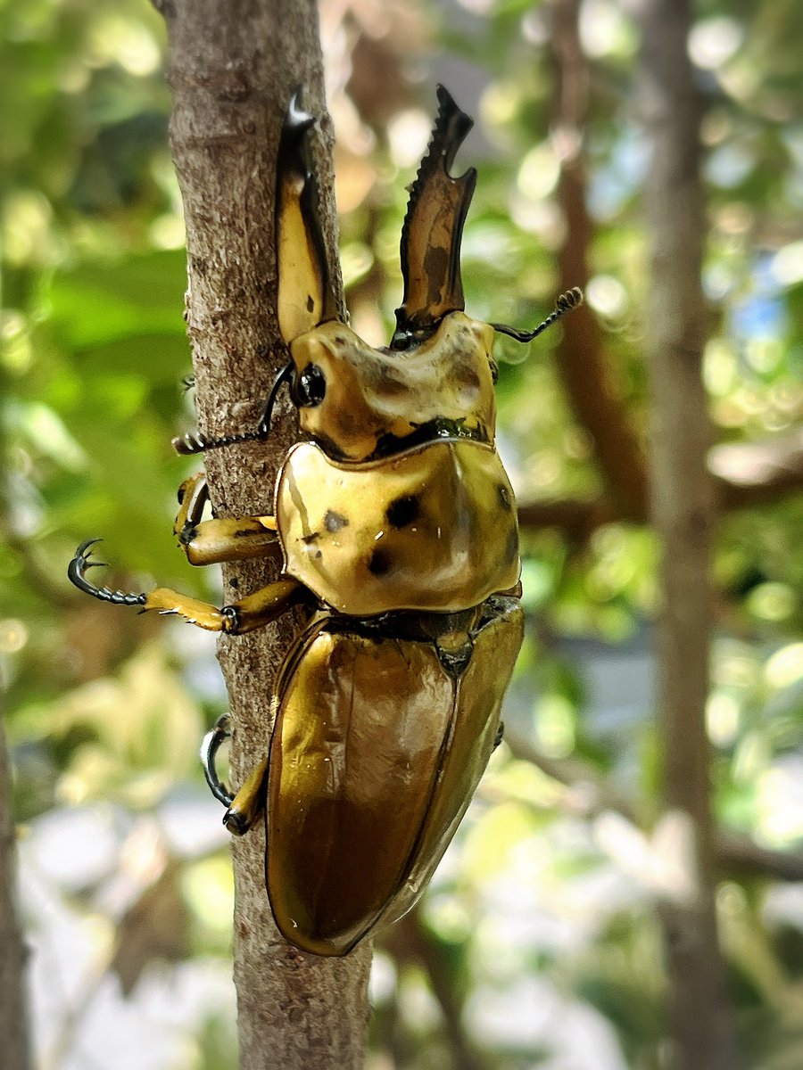 nakaziii's tweet image. 本日の虫活。

ババオウゴンオニクワガタ （タニンダーリ産）の♂
カッコいいですよね‼️

5月羽化ですので熟しまくってます😁

♀が★になり数ヶ月で、そろそろペアリングしたい🙏

ヤフオク見てますが♀単はあまり出ませんね😅

今晩もヤフオクをガン見して♀を探します‼️

なんとか繋ぎたい‼️