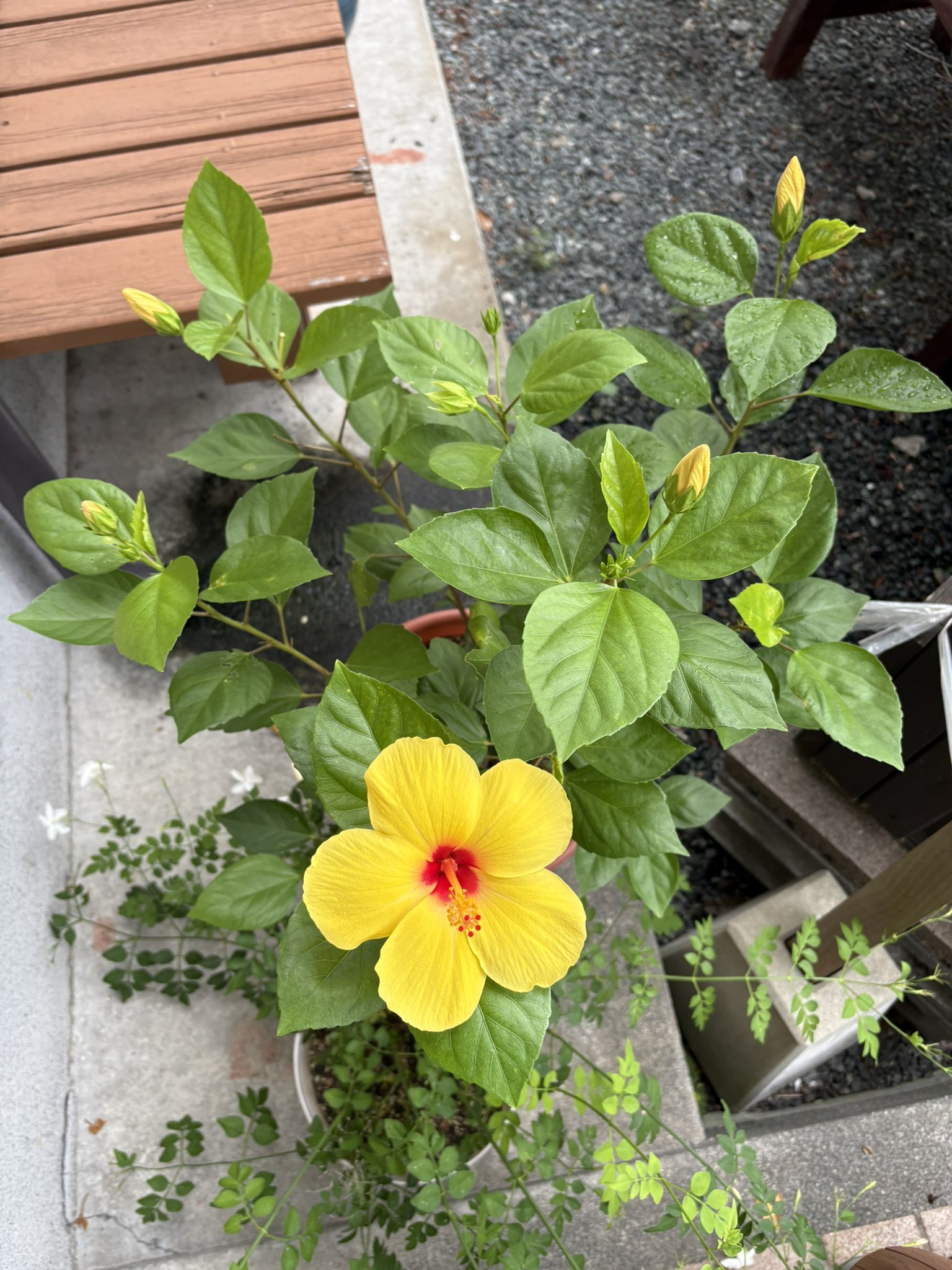 こうちゃん (@_mashinosa) / X