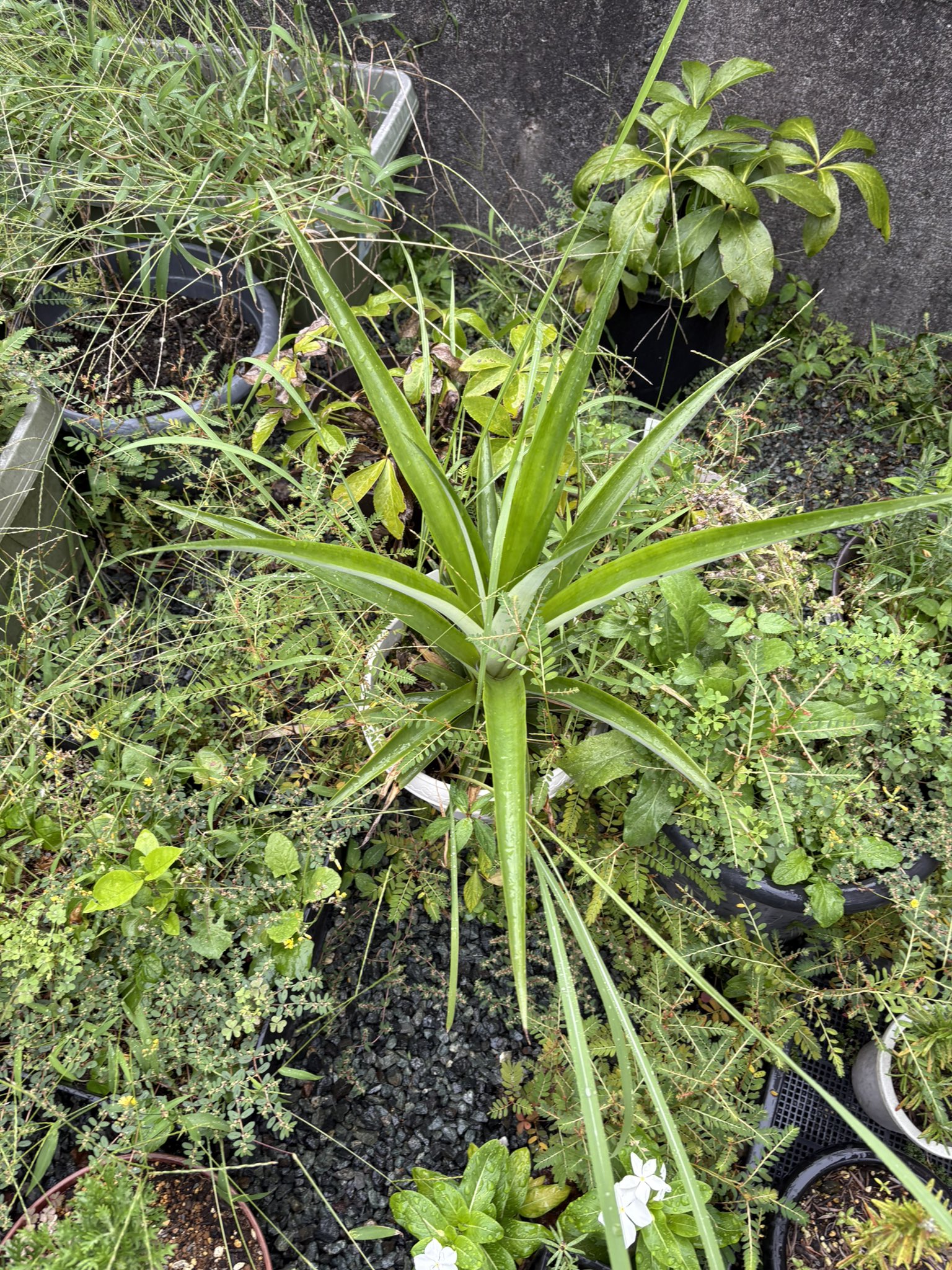 美品】鶯谷フィルハーモニー 鶯の谷わたり メンバーサイン入