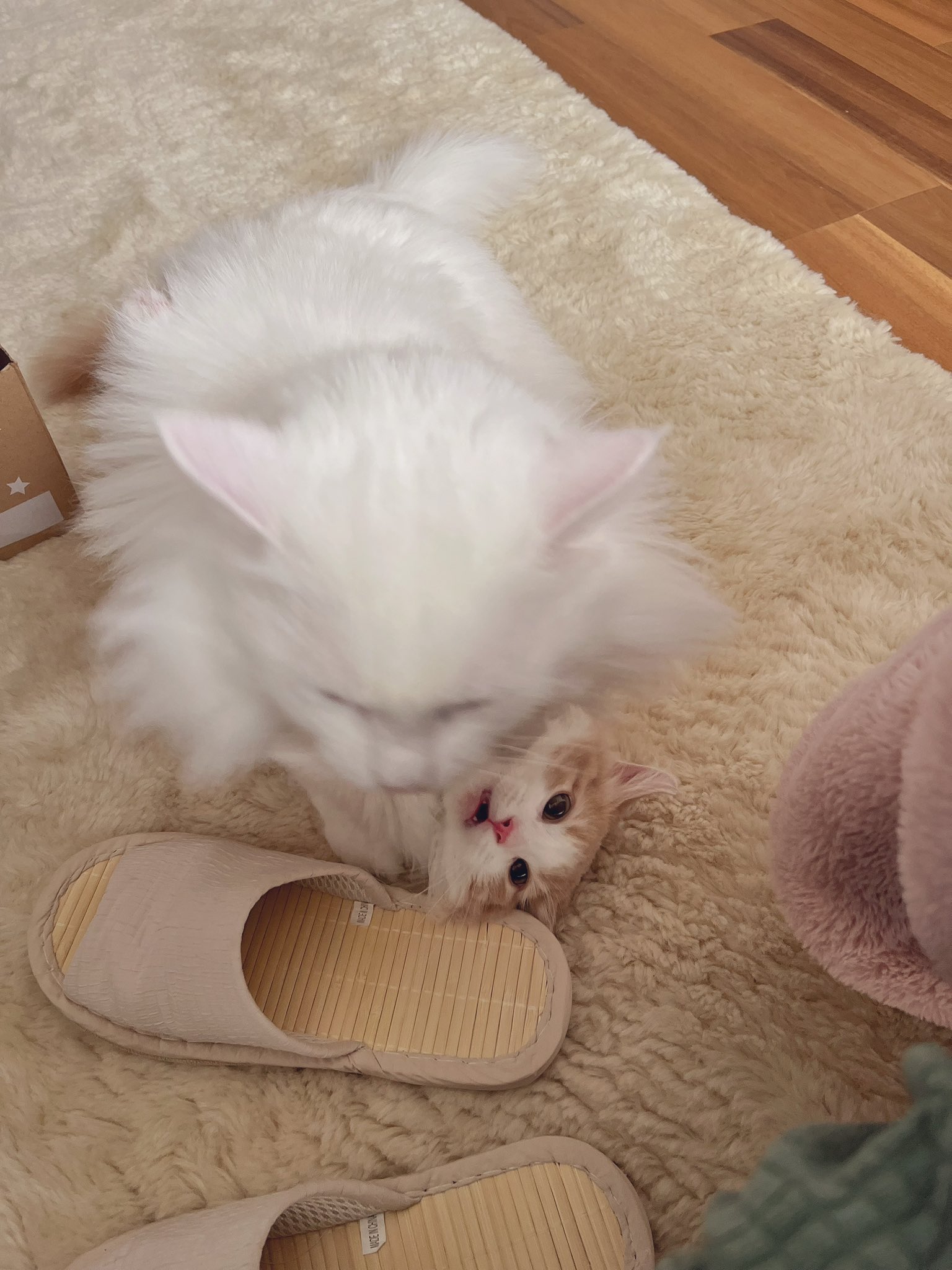 ラヴィ様·͜·ᰔᩚリバティ❤︎フォレストウェーブ❤︎後ろ姿猫ちゃんオーダー3点·͜·ᰔᩚ プティ🎀＆シエル🎩＆ラヴィ🍀 on X: 