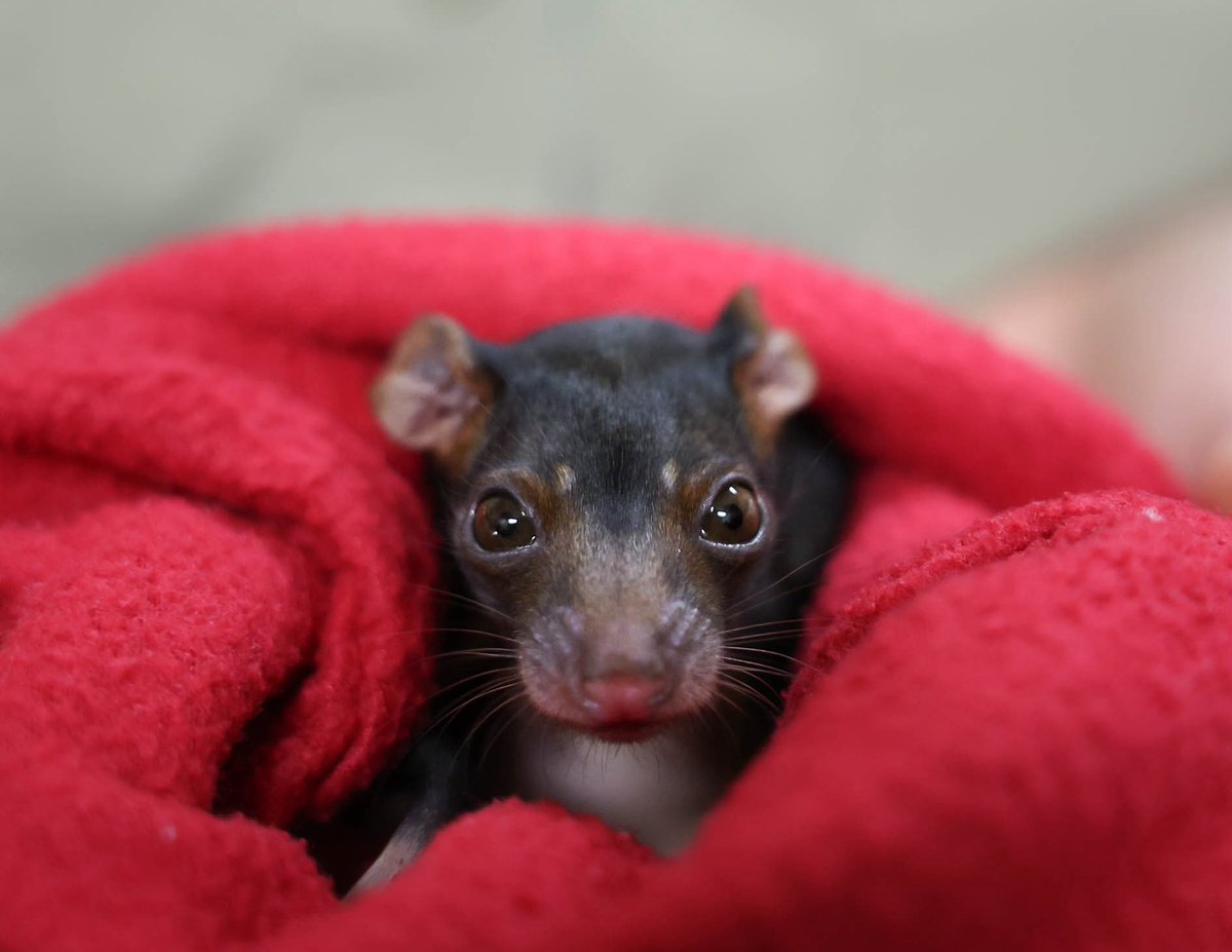 Legend by name, legend by nature! 🐾💚 This little ringtail possum came to the Australia Zoo Wildlife Hospital as an orphan, but is now thriving in care and growing up with other young possums. Soon, he’ll be ready to return to the treetops where he belongs! 🌳

#Conservation