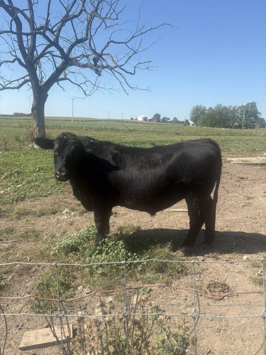 Joshy Josh 26-7 #11 AP poll tweet media