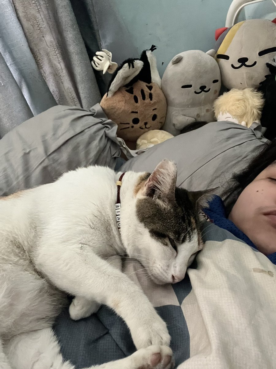 Who needs plushies when you have a whole ass clingy cat 🐈