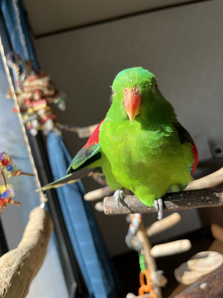 良き日差しが入って来たので「僕は帰りません」しております😇