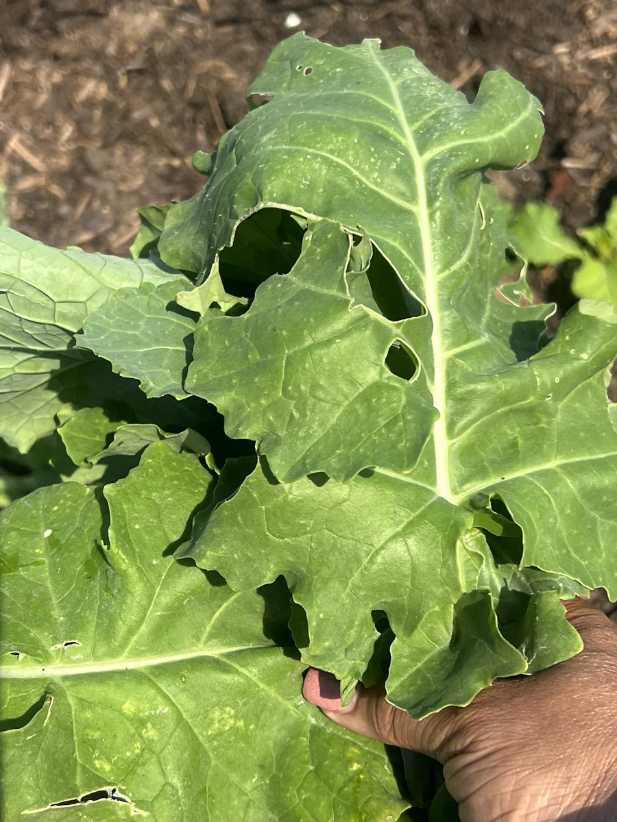 Dr. Masters tweet media