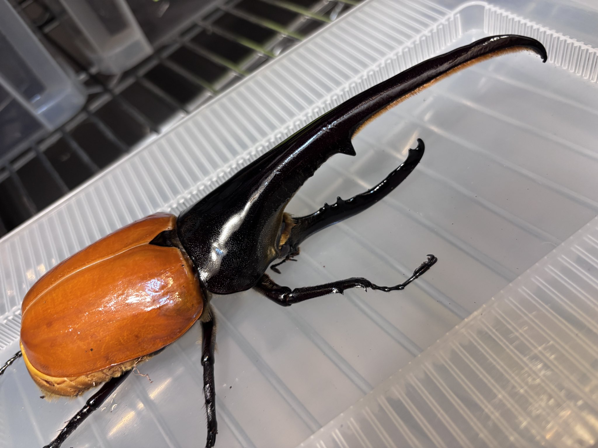 マタレオンヘラクレス3亜種 マタレオンヘラクレス3亜種 2024年WILDからの 世界最高峰亜種