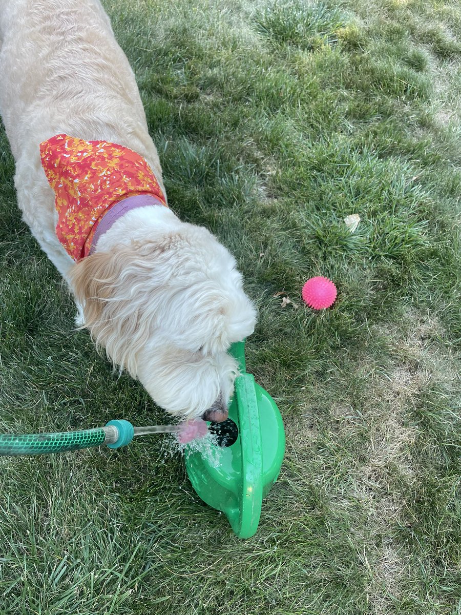 SkyeAdventures's tweet image. Hiya pals! It was another beautiful day here. I helped with the watering!  😊🐾💗 #BigHelp #dogsoftwitter