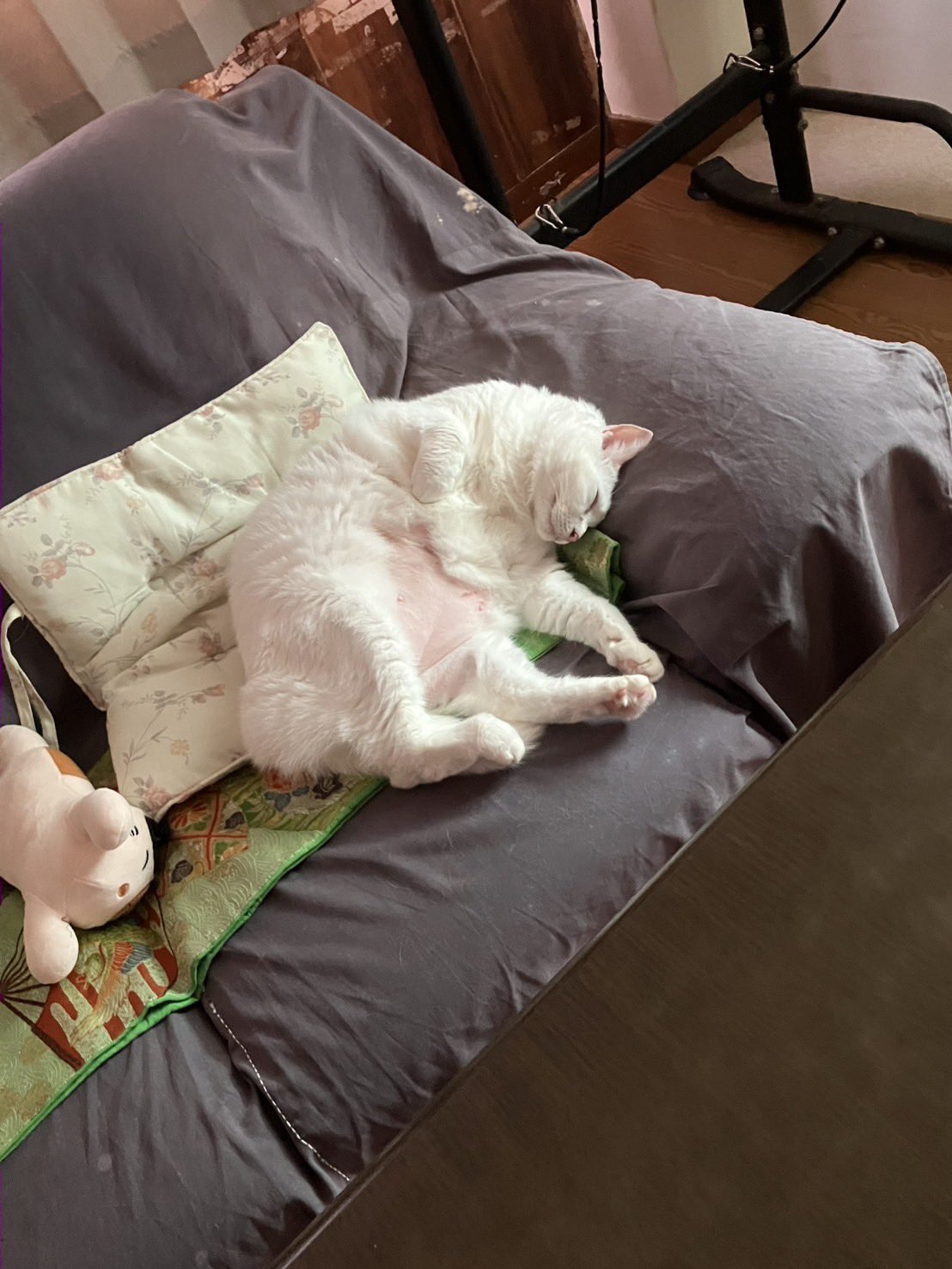 しろねこ しろねこ