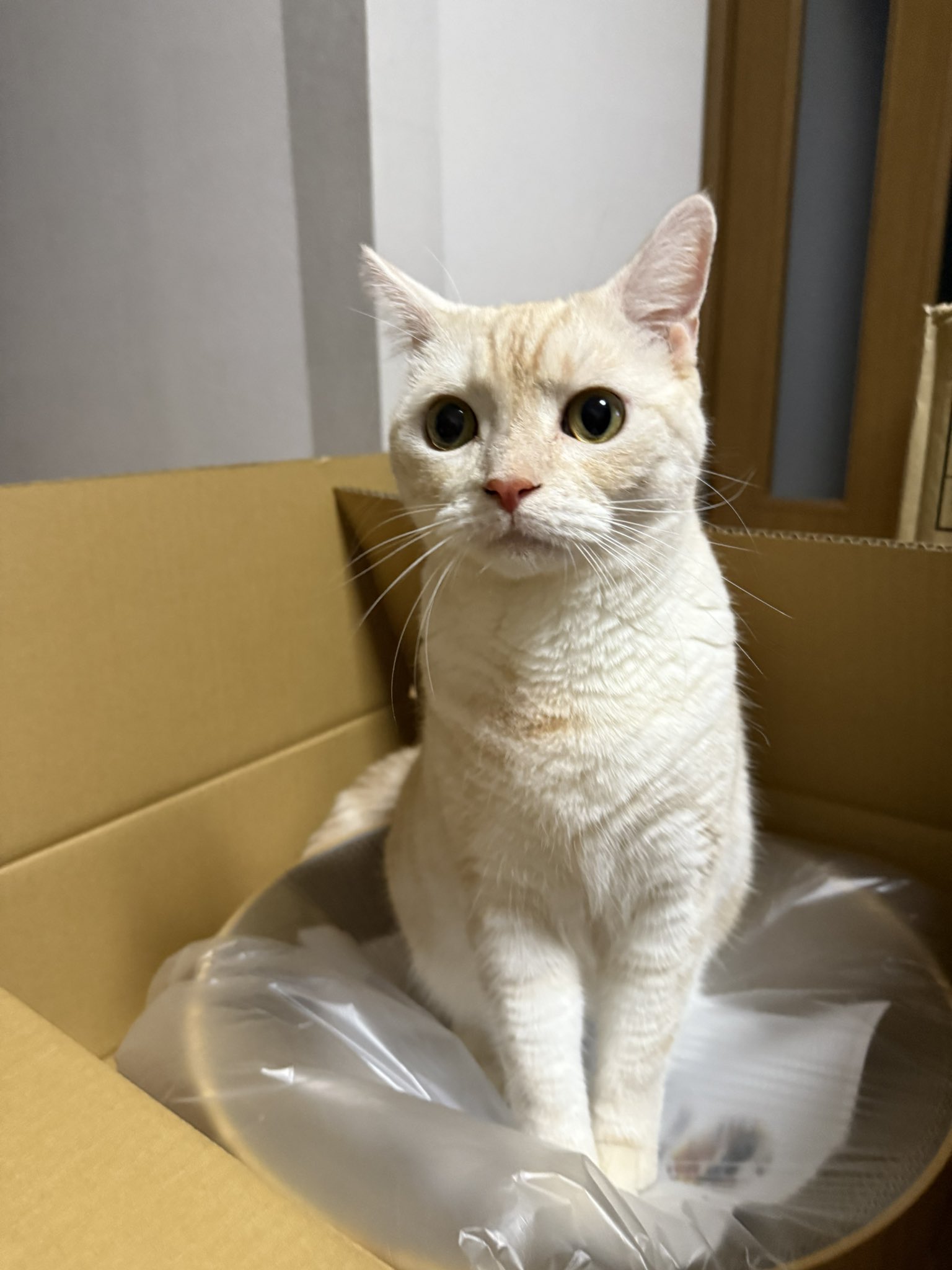 ねこ侍 cat #ねこ 令和4年9月17日