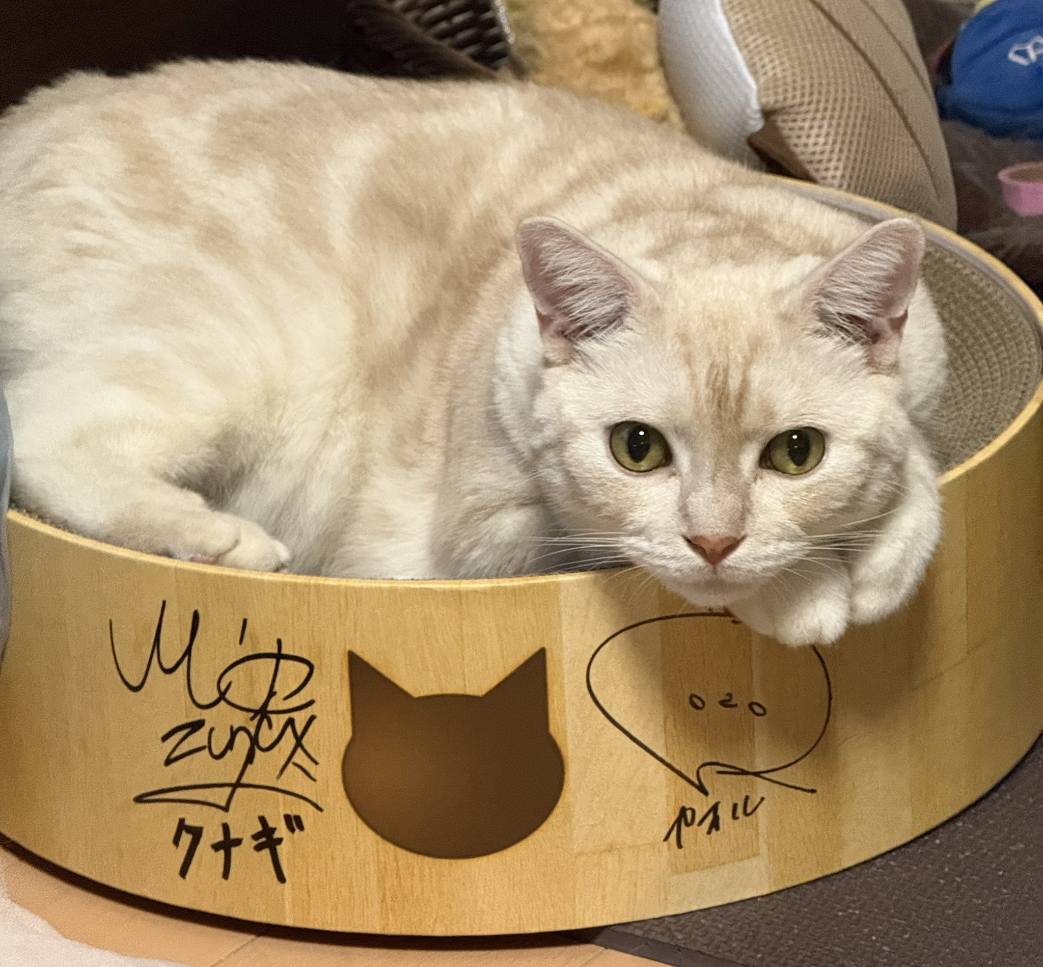 猫壱（necoichi）公式 (@necoichicojp) / X