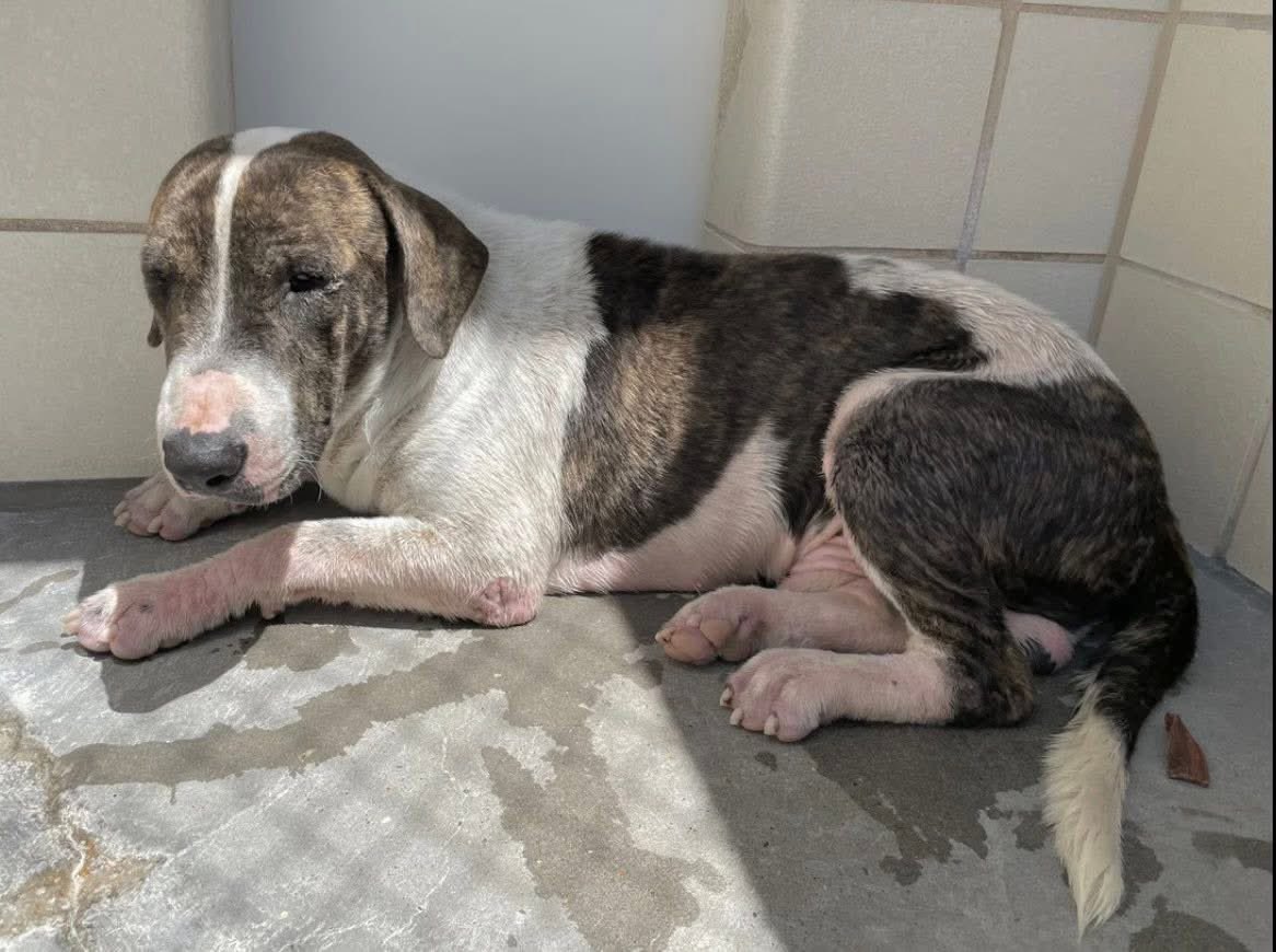 LisaBrabson's tweet photo. PATCHES #A381753 2yo,
He has missing hair,painful, swollen skin on his little feet,because of EASILY treatable alopecia💔
He's scared,he knows missing hair could b a Death sentence☠️
Needs to look his best ,so someone will save him 
PLZ #ADOPT #FOSTER OR #PLEDGE FOR RESCUE #TX https://t.co/eH2SLOtRC4
