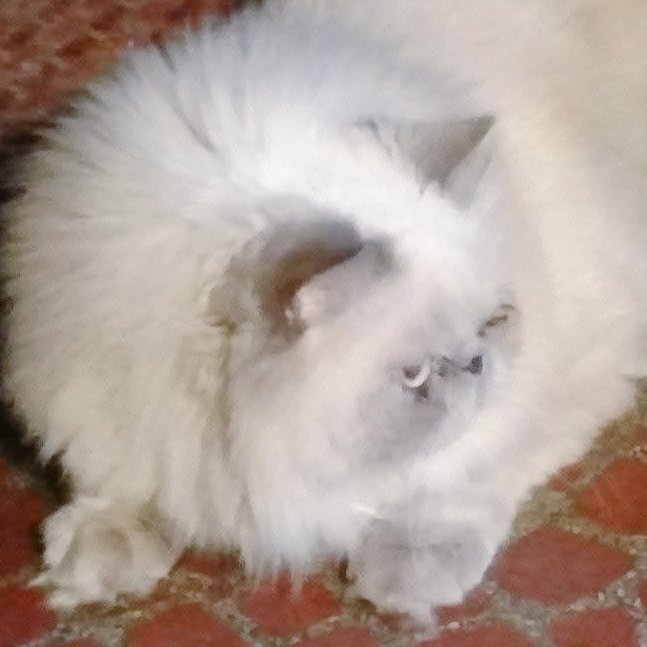 t_jh2009's tweet photo. For this, the third #Caturday of #Shemptember, here's a flashback of #Shemp from 9 years ago when he was checking for backyard intruders at our old place in the Bay Area. 😺 #CatsOfTwitter #CatsOfX https://t.co/Mrlj4Fwuq1