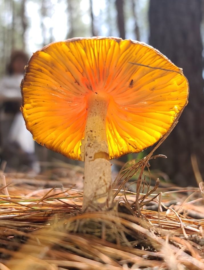 ¿No les sorprende la belleza de los hongos? 💛