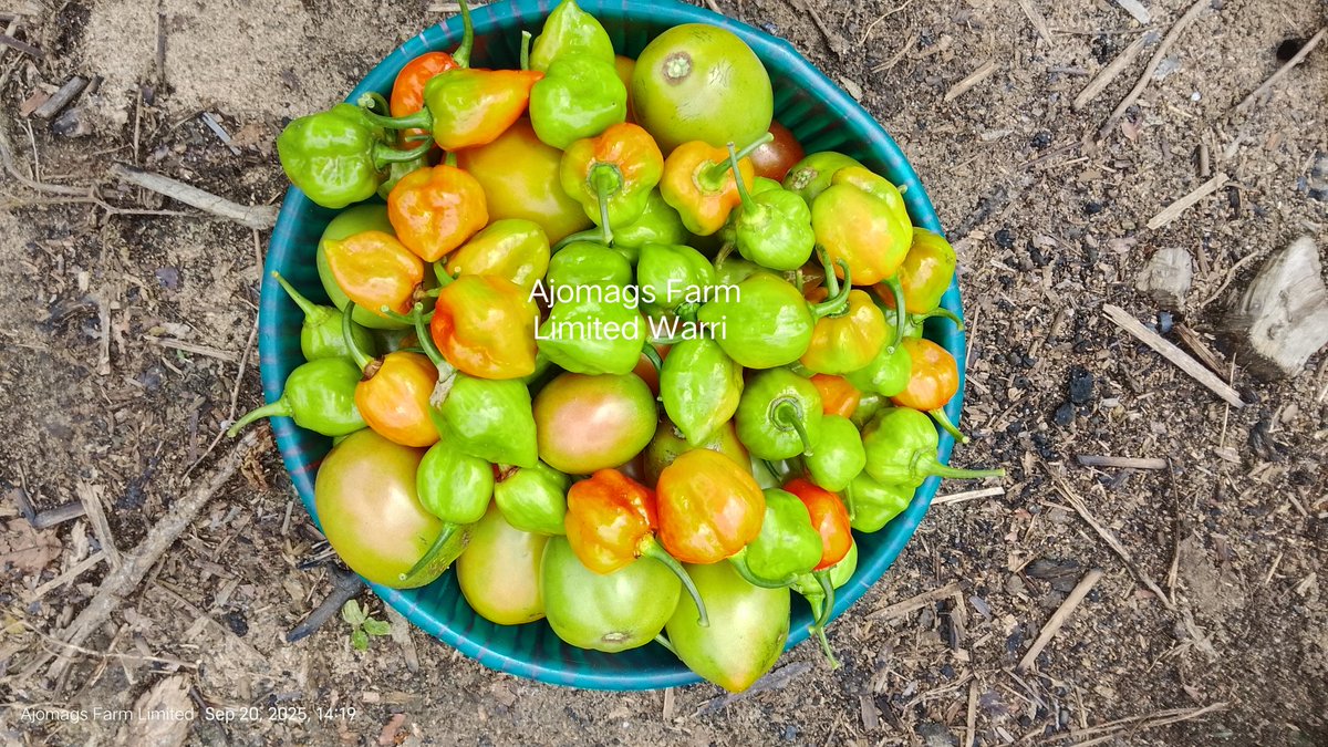 Farmer Aritetsoma Joy Opuro tweet media