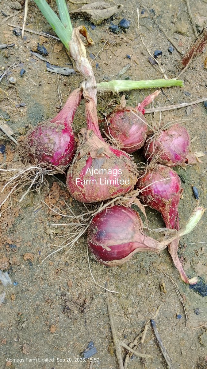 Farmer Aritetsoma Joy Opuro tweet media