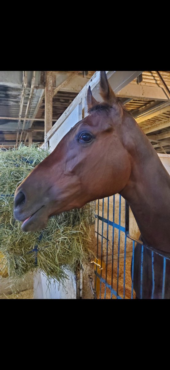 frocan's tweet photo. Karensnotimpressed settled in for the evening after winning the Sadie Diamond Futurity. ⁦@dinocondo⁩ https://t.co/hF0pTePXFQ
