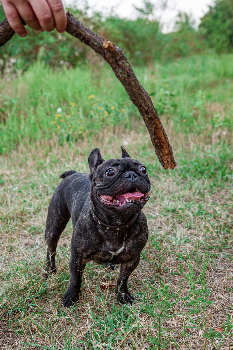 kninepets's tweet image. Pick the perfect toy 🎾, let the fun begin 🐕💨, and always keep safety in mind for a happy, healthy pup 🐾❤️

kninepets.com

#FetchFun #DogPlaytime #HappyPup #Zoomies #DogToys #PlayAllDay #SafePlay #ActiveDogs #HealthyDogs #PetAdventure