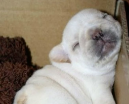 JuliFoxDraw's tweet image. Q pedo, q cuentan?