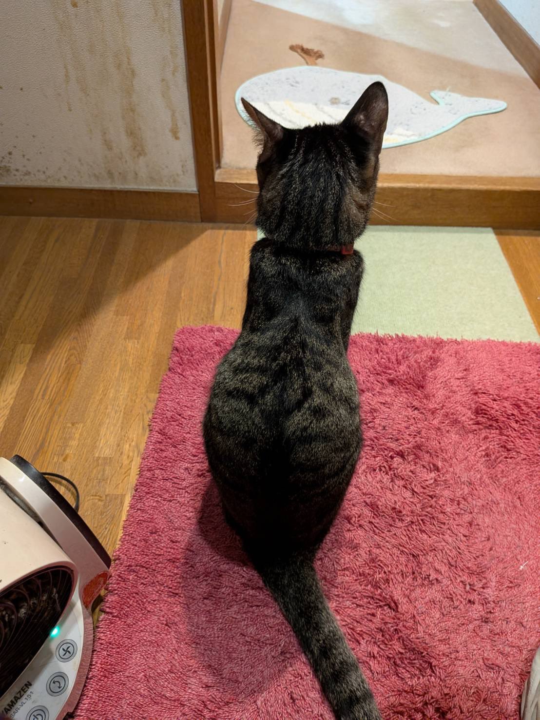 くじら🐳くじらちゃんチャンネル (@kujityan) / X