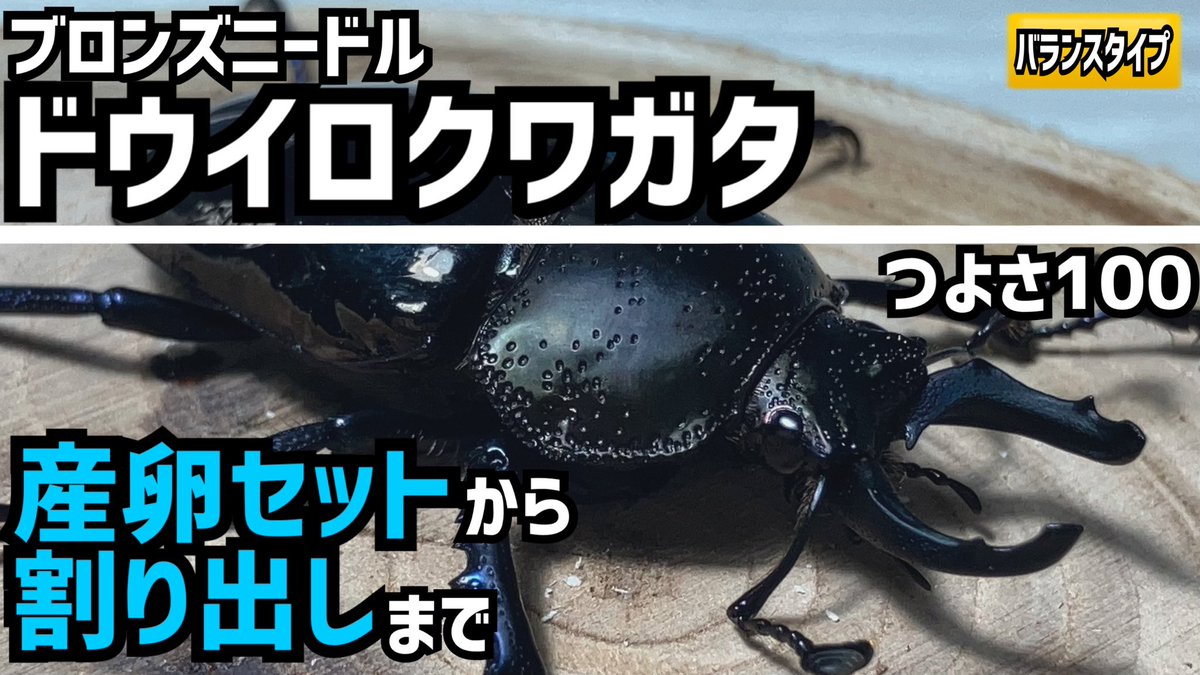 yuckey/ゆっきー (@yuckeymushiking): 