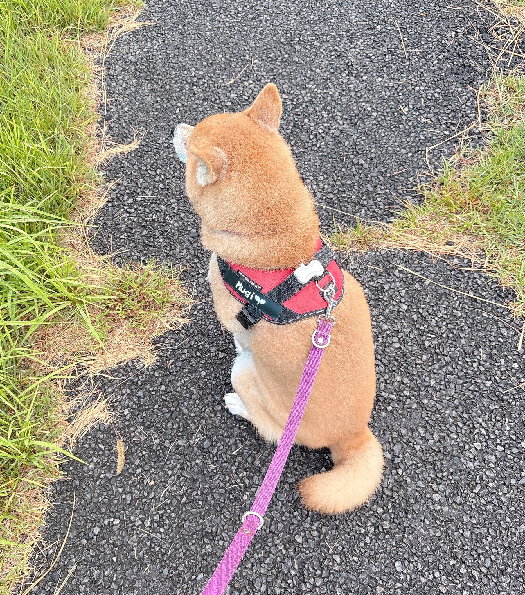 柴犬むぎ 柴犬むぎ (@shiba_inu_mugi) / X