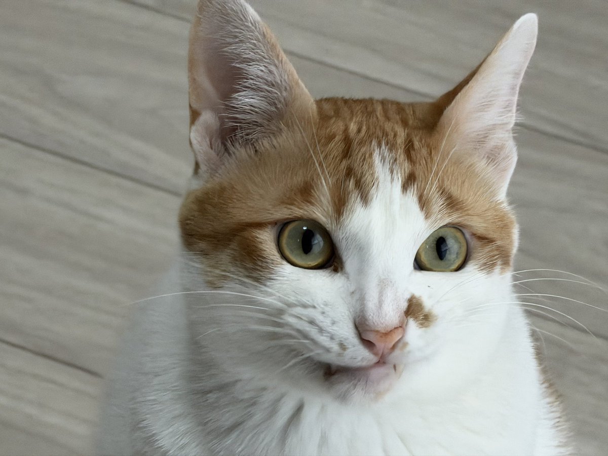 iPhone17pro 8倍ズームで撮る高画質な綺麗な猫と変な顔した猫

#猫好きさんと繋がりたい #猫のいる暮らし #iPhone17Pro #iPhone