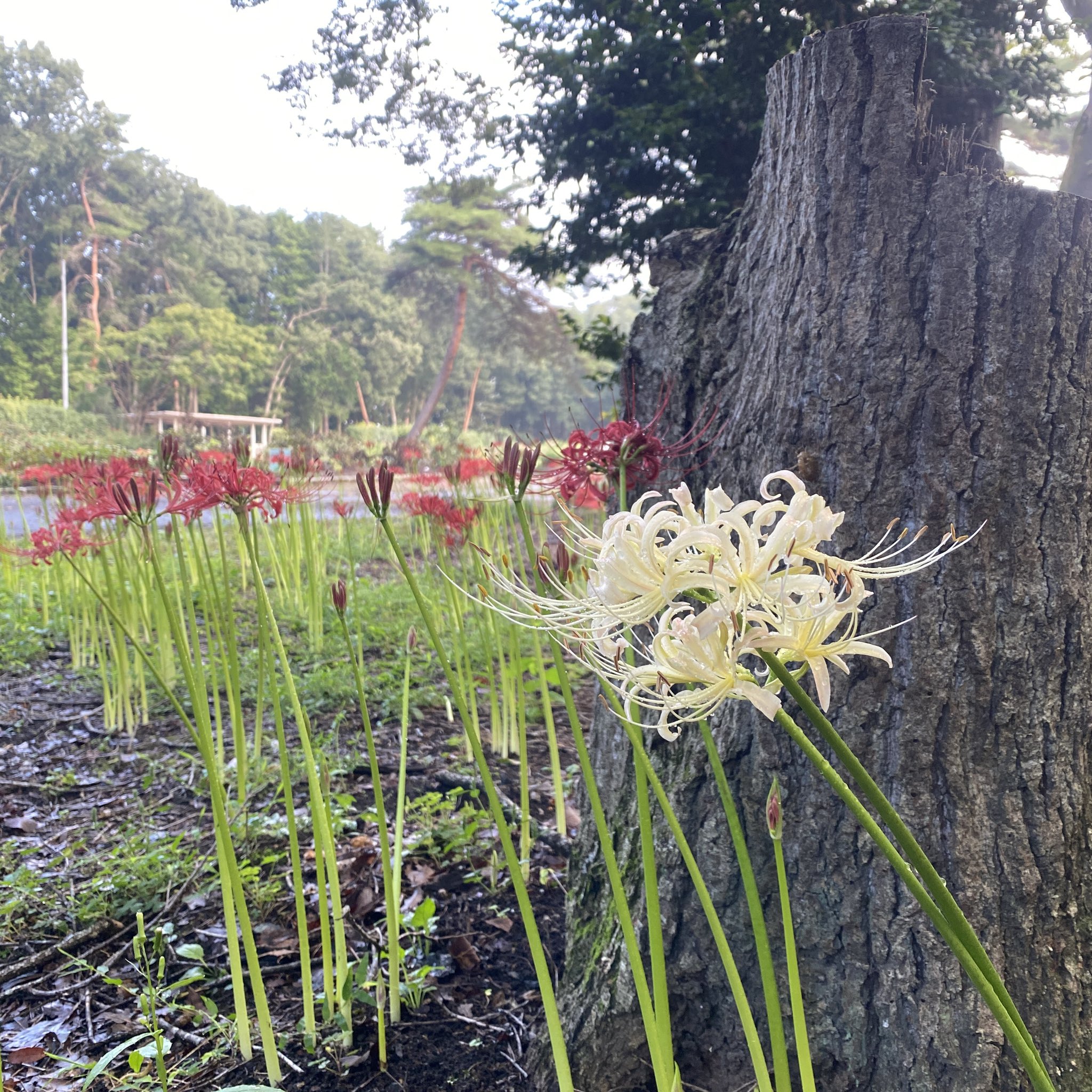 公式】井頭公園［一万人プール］ on X: 