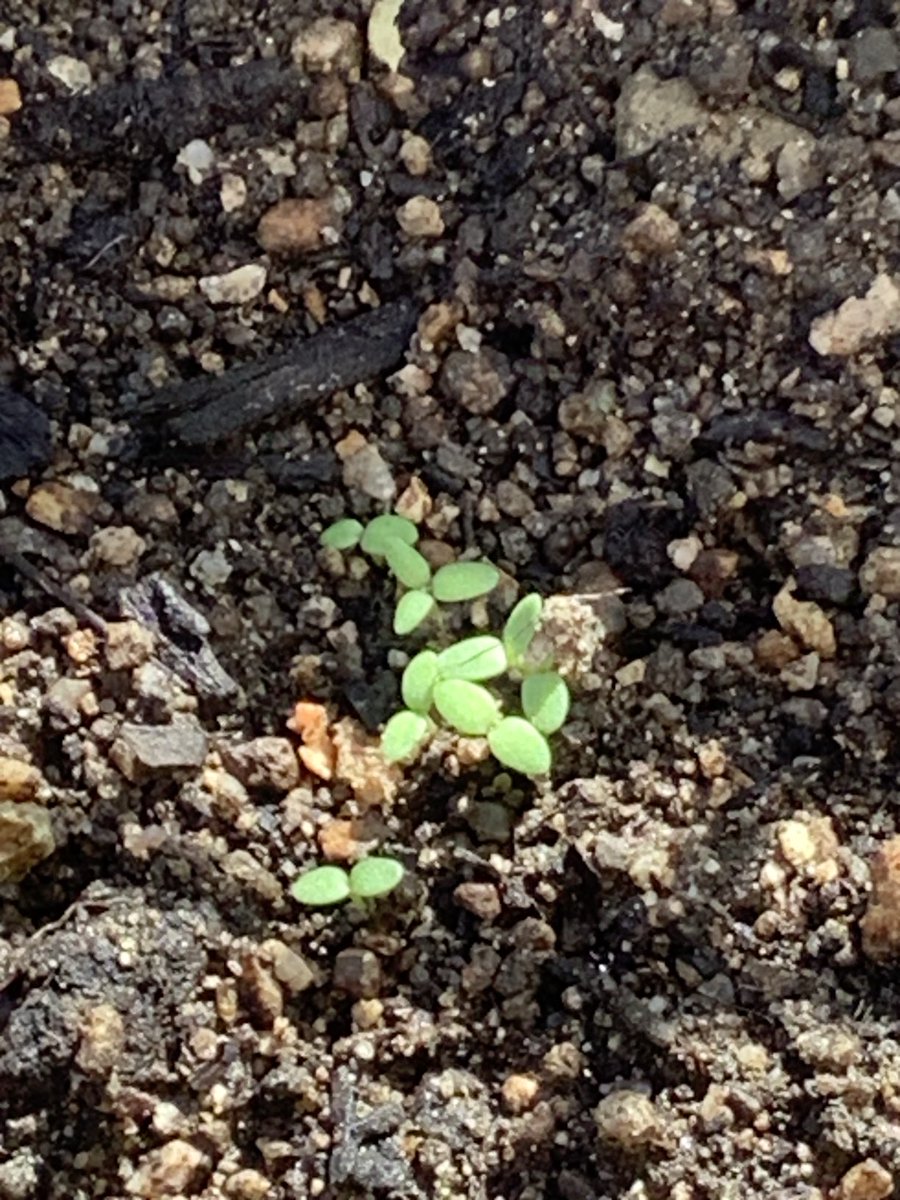 CarNation545's tweet photo. https://t.co/8BvChyl1ad