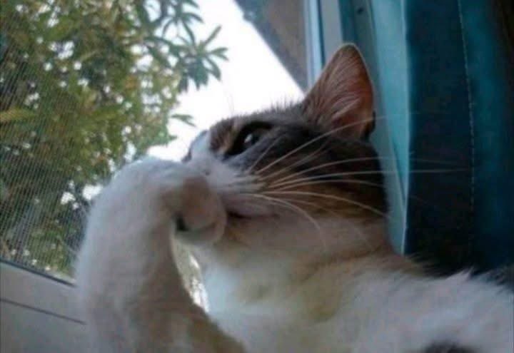 PacoLee⛩ tweet media