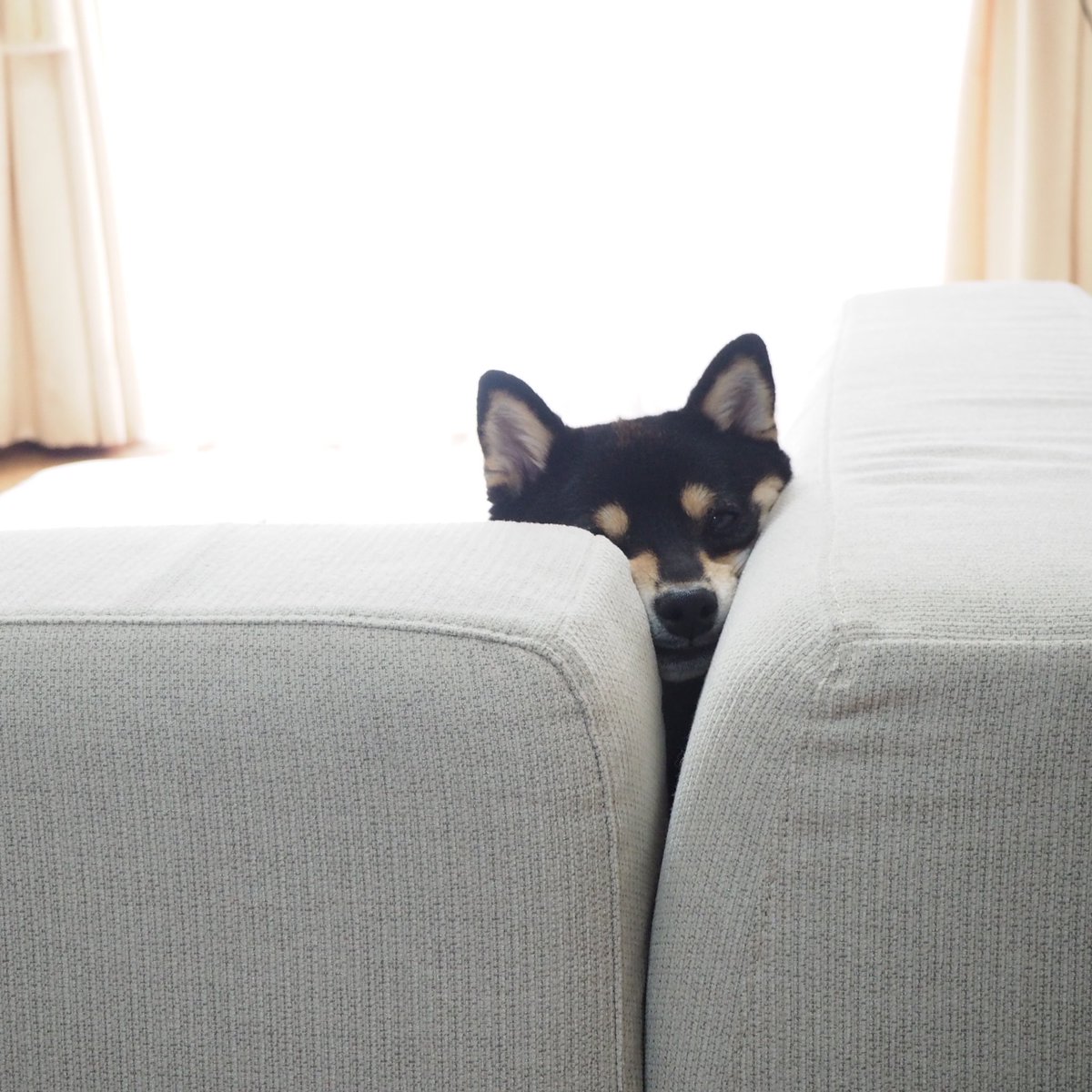 視線感じたから見てみたらコレ