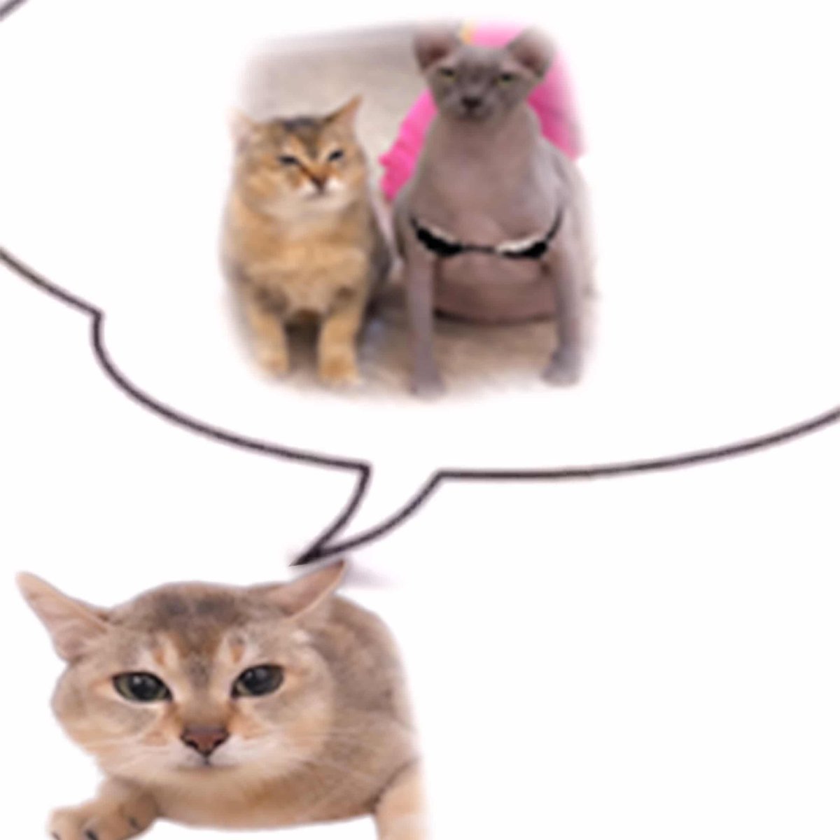 More Cats (@evenmorecats) on Twitter photo 