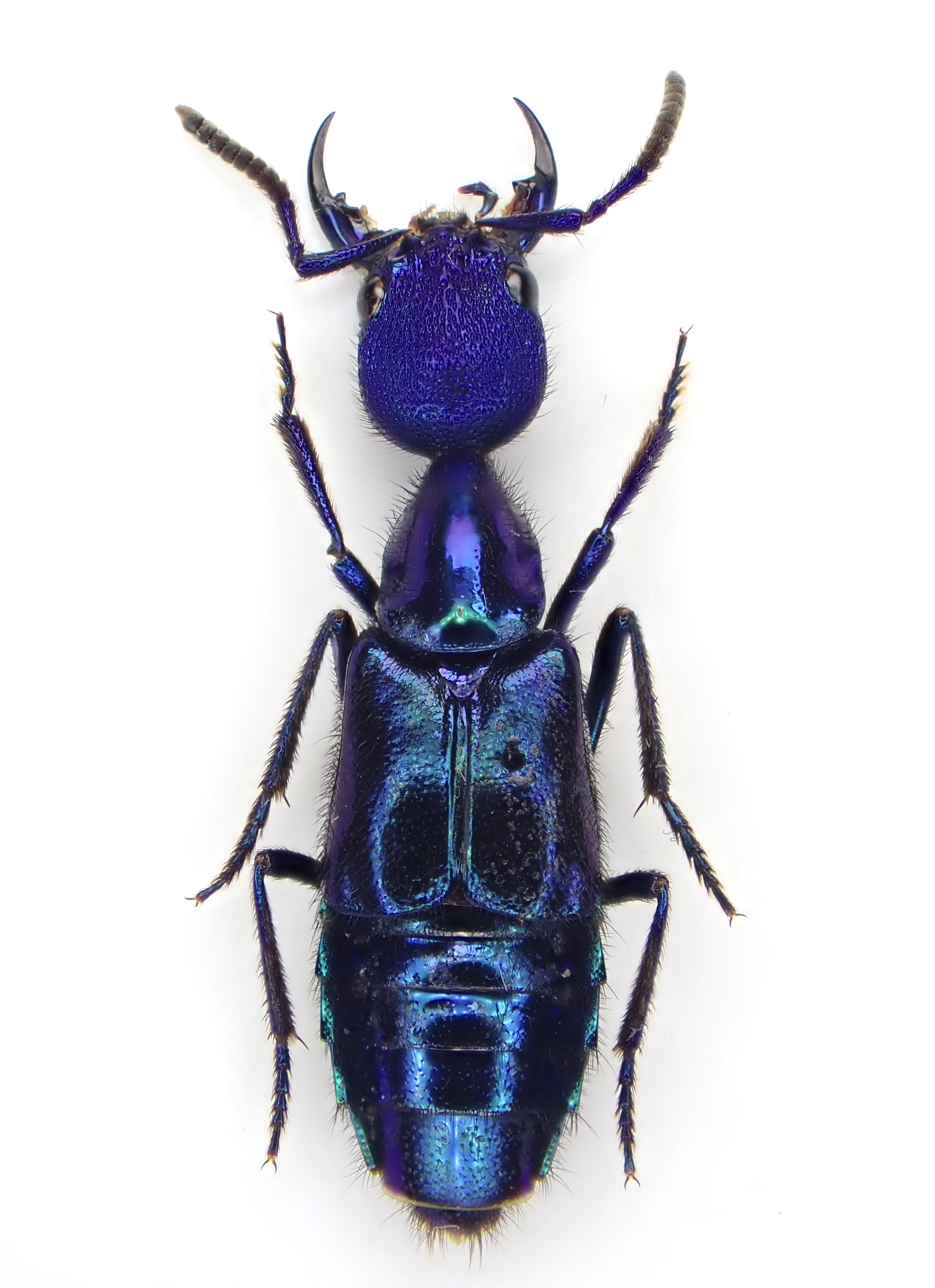 ブルーで凄く美しいカブリモドキ！ Coptolabrus nankotaizanus タイワンカブリモドキ 🇹🇼Taiwan