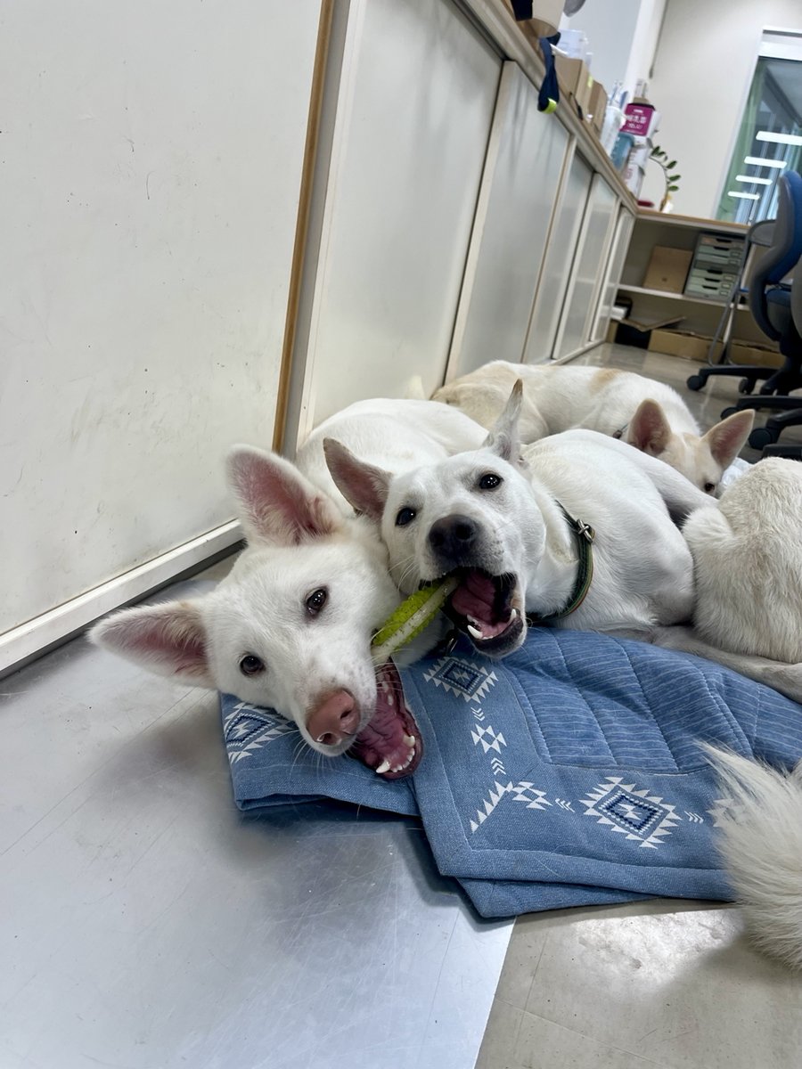 【動物の飼い方講習会及び譲渡会を開催します】
日時：令和7年9月28日（日）13時から講習開始（受付：12：30～13：00）
場所：和歌山市動物愛護管理センター
（和歌山市松江東3－2－63）
TEL：073-488-2032
※講習受講を希望される方は、13時までにお越しください。予約は不要です。