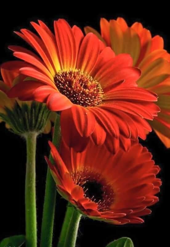 Xylonature (@xylonature) on Twitter photo 