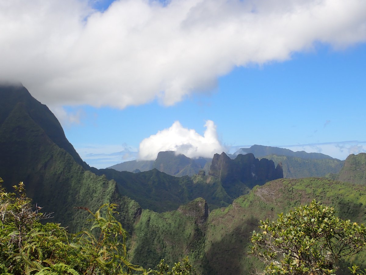 Today was a search for high altitude snails on Mt Aorai. Finding snails in this environment isn't easy. We did find some Critically endangered Samoana diaphana. The shell is extremely thin and translucent (hence 'diaphana'), the distinctive pattern is on the body inside the shell