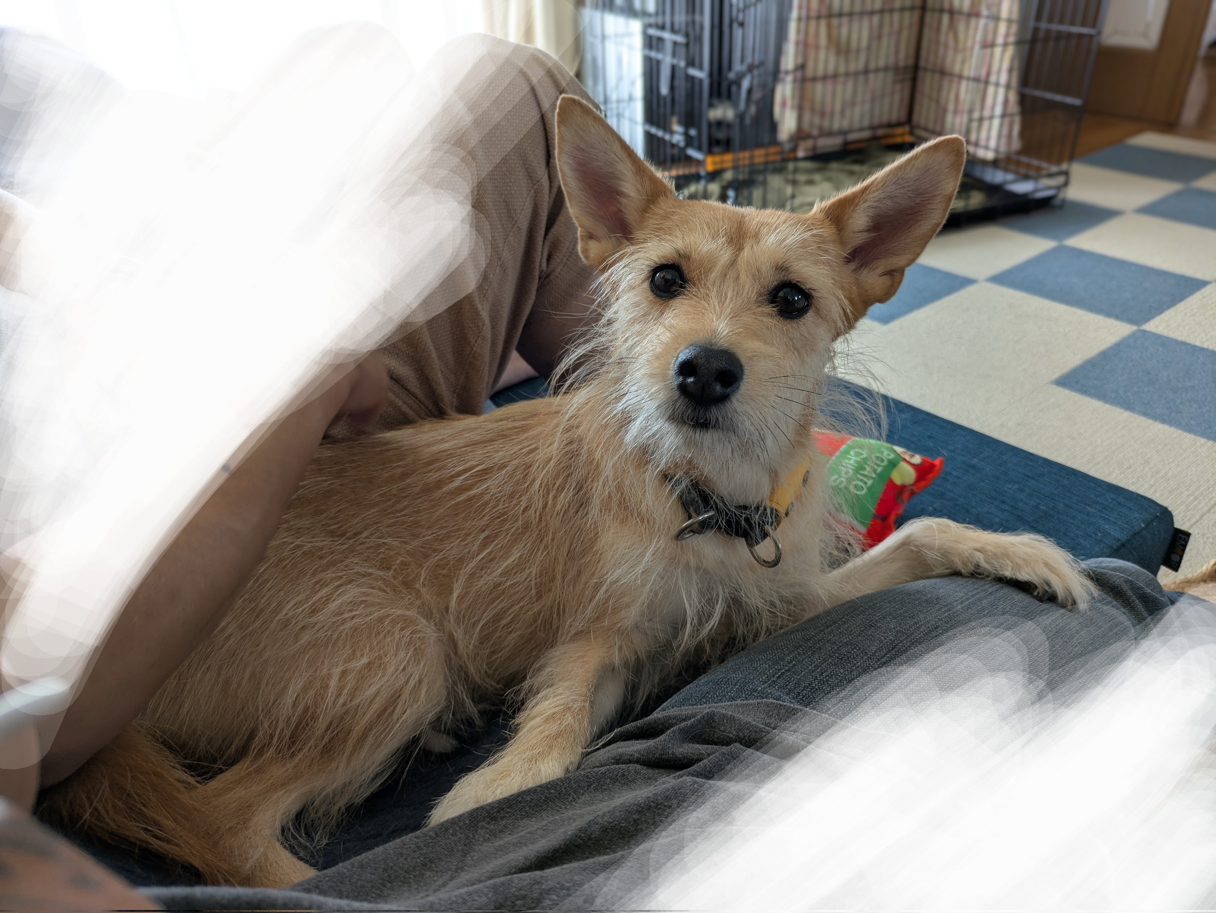 @犬 犬ちゃん (@dogchan1010) / X