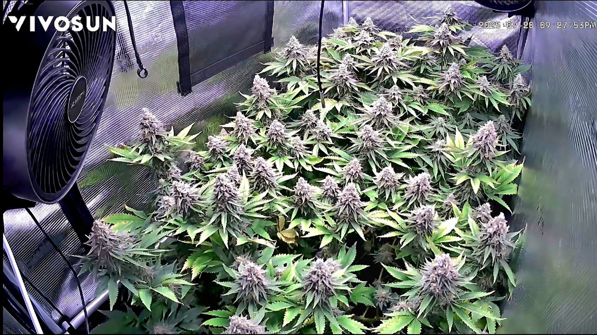 These girls are blowing through week 7 and the Mrs. got them watered🤙
Day 46 Flower
iCan Marc's Gift in the back
WTTGT's Ragnarok in the front!
👽💚👽