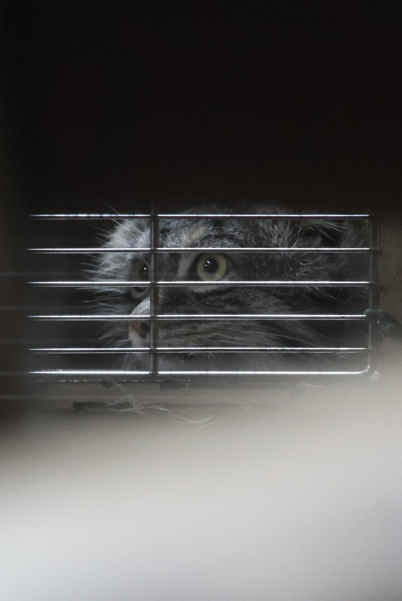 おはようフィーガくん✨
寝ちゃったから、ちゃんと見てない笑

#上野動物園 #マヌルネコ #フィーガ