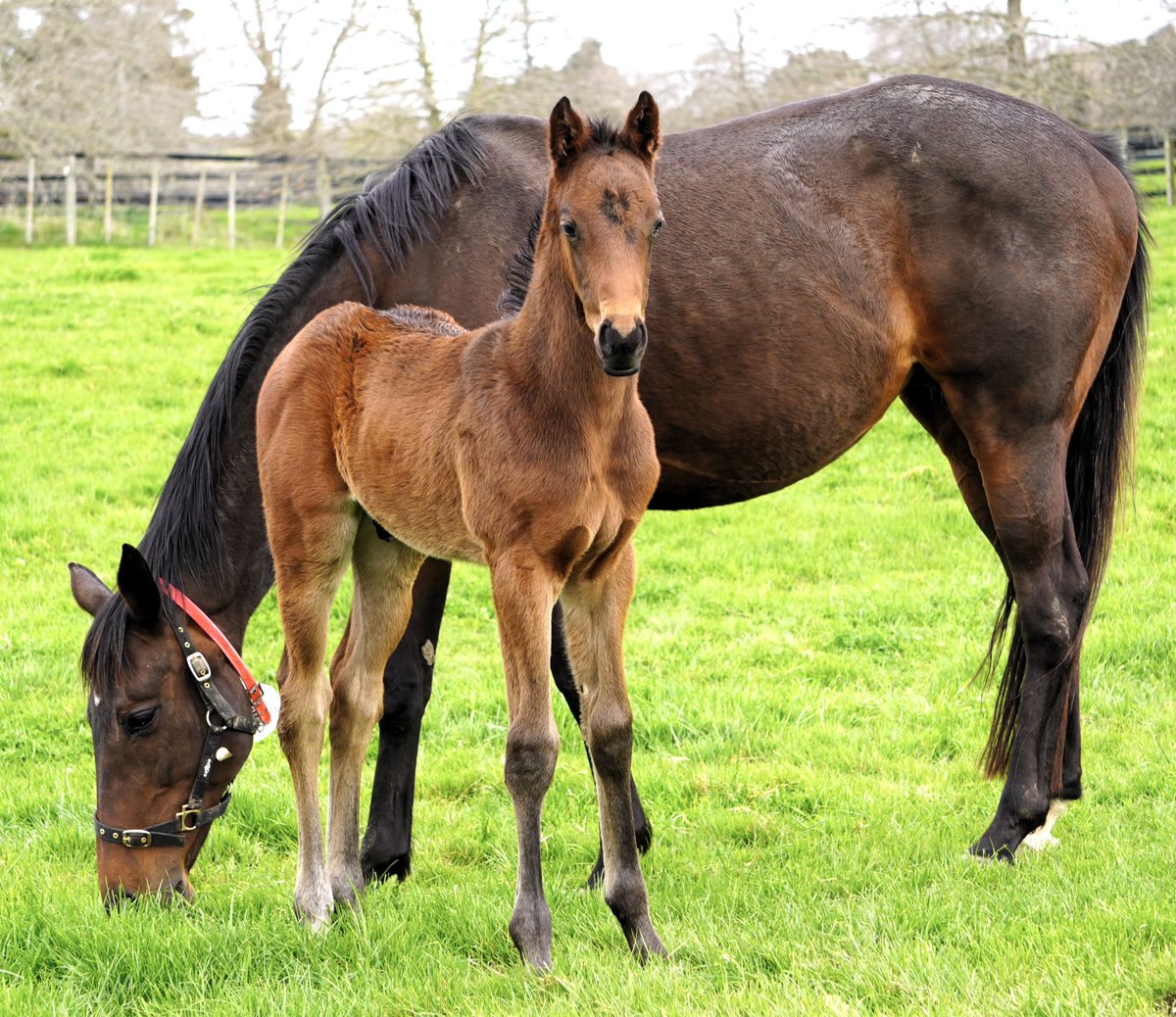 Check out this weeks 🐴Sunday Superstars⭐️ at Little Avondale

Gorgeous foals all around us..

Big shout out to our amazing Foaling crew for ensuring their safe arrival into the world and EquivetsNZ

#littleavondale #bigonwinning #foalsof2025