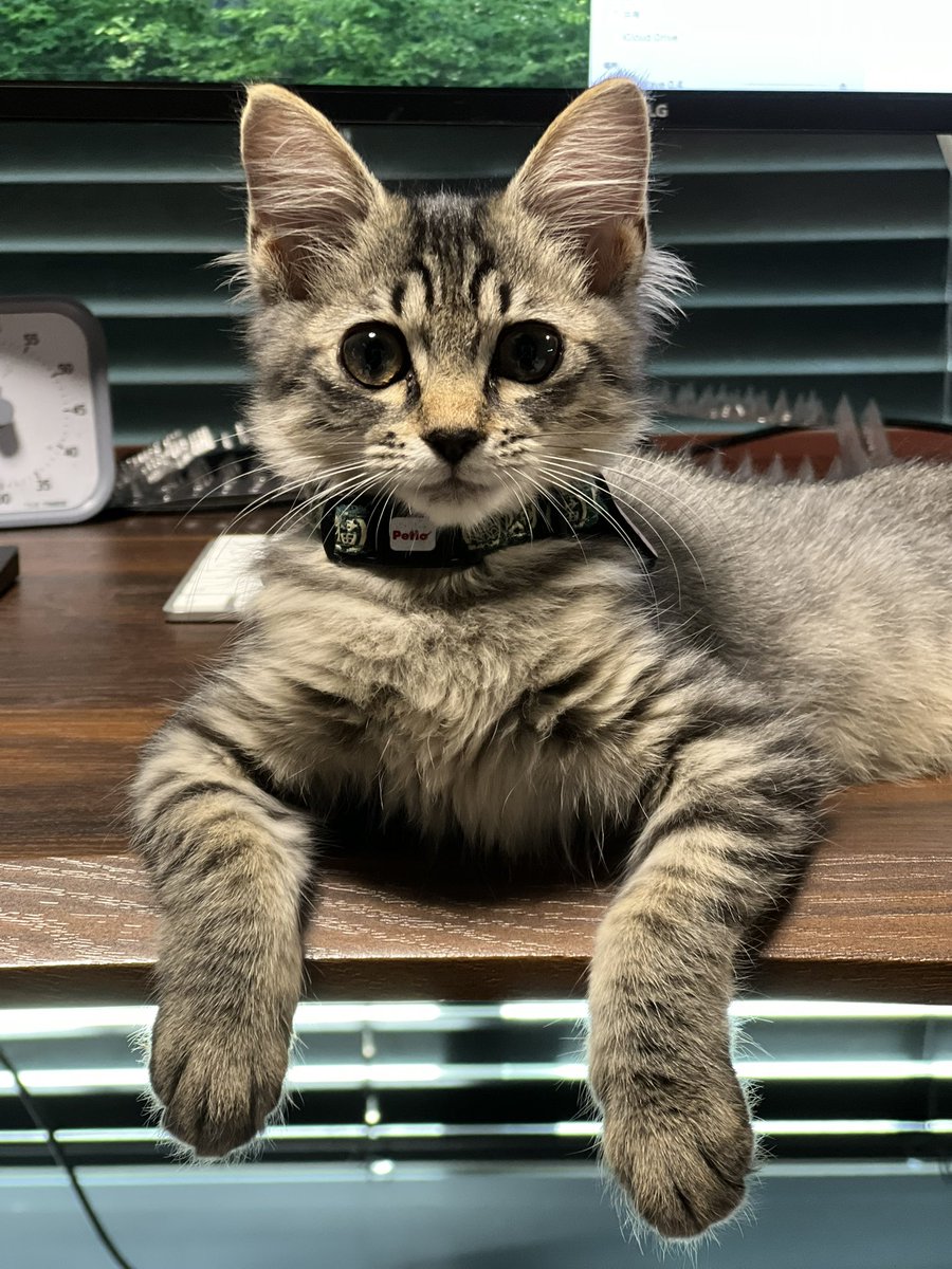 今日こそ机で仕事をさせまいと朝から意気込むライオン