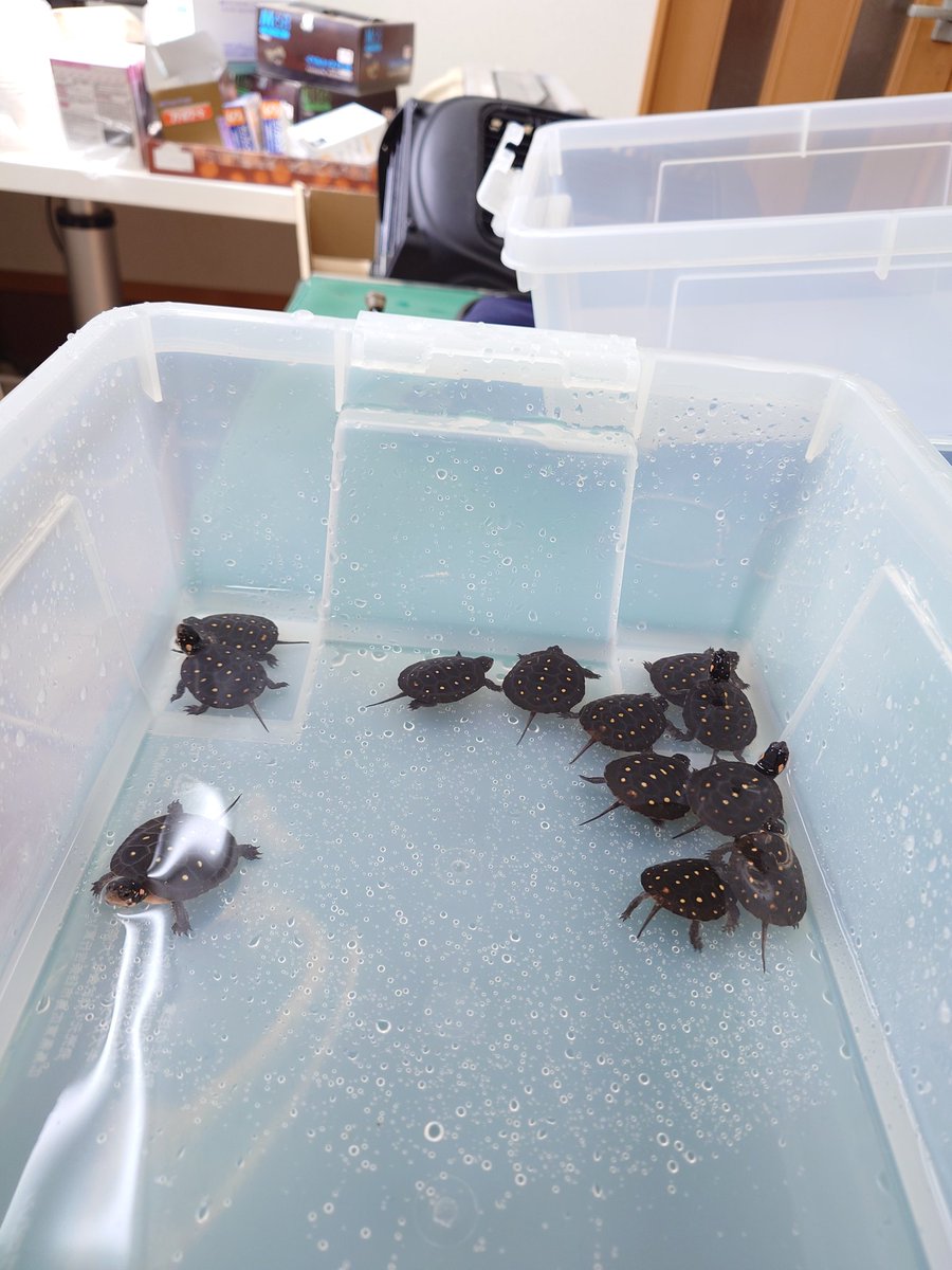 う、うわわ~うわっ
うわわた~くたく ちゃ~おっ
昨晩、横殴りの大雨のなか前回と違い大きなトラブルも無く名古屋から無事帰還…んっ！？…何かキボシ数ふえてないか！？…まっ、いいか（笑）
まってろよお京セラ…
名古屋で購入したアレ！！は
明日にでもあげます