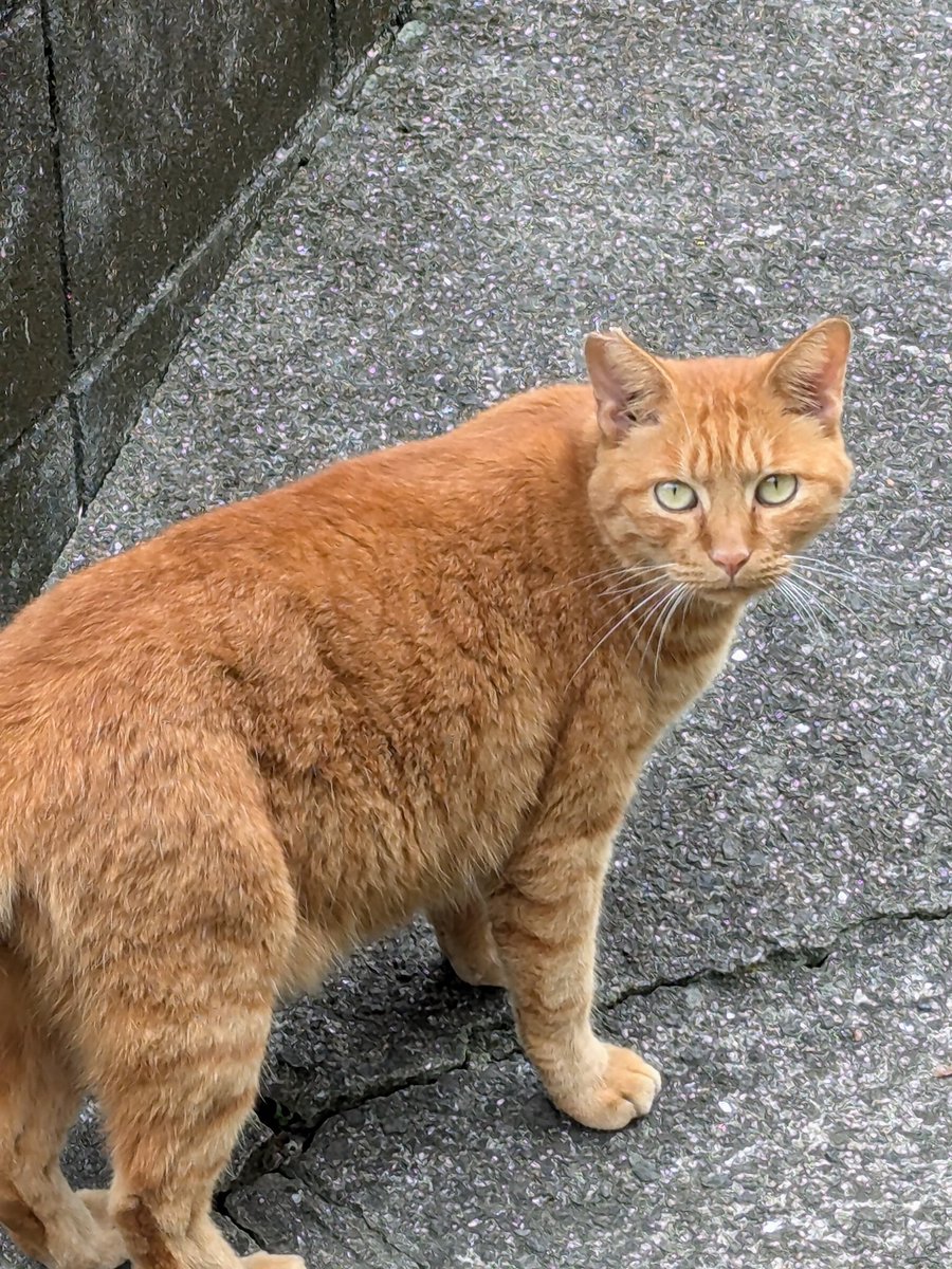 ご近所のこの子
「ようここで見るなあ」
「こっちに用か？しゃーない、移動したるわ」
「移動してやったのになんでまた俺の方に来るんや？」
と睨んでくるんだけどごめんねそこが我が家の玄関なのよ