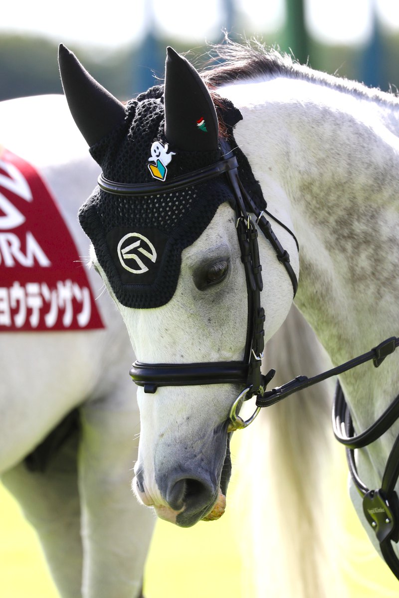 先週から誘導馬デビューしたゴーストのメンコには可愛いワッペンが！🔰👻
#中山競馬場