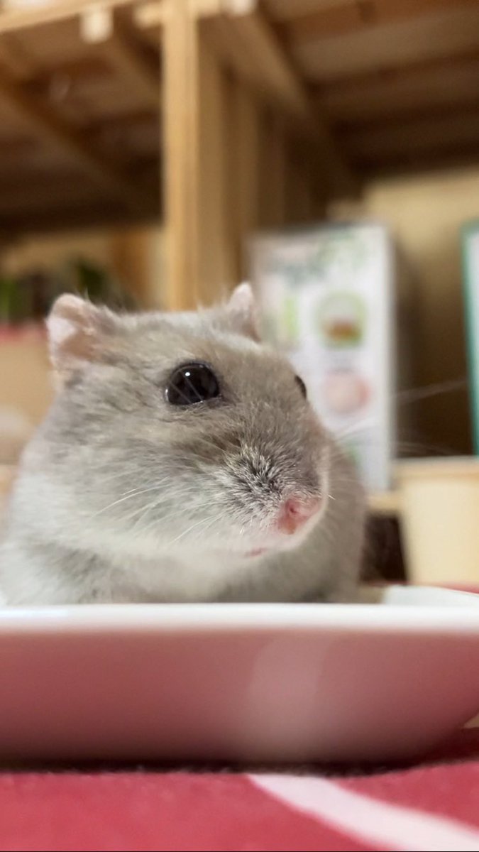 まり☆りん (@maririn_ham) / X