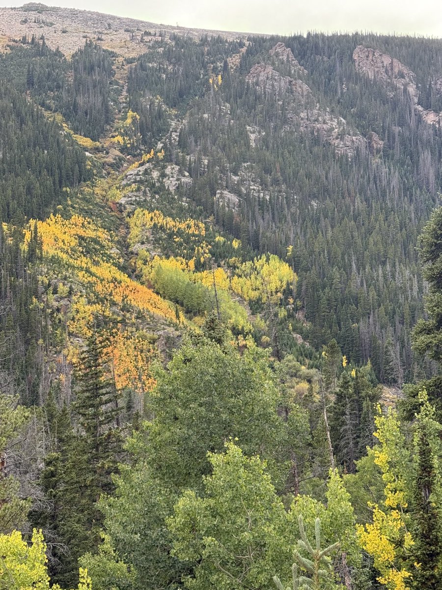 SteveFortson's tweet image. Made a quick trip yesterday to Rocky Mountain National Park 
Fall River Road 

#fallfoliage #leafpeeping #aspens #rmnp #colorado