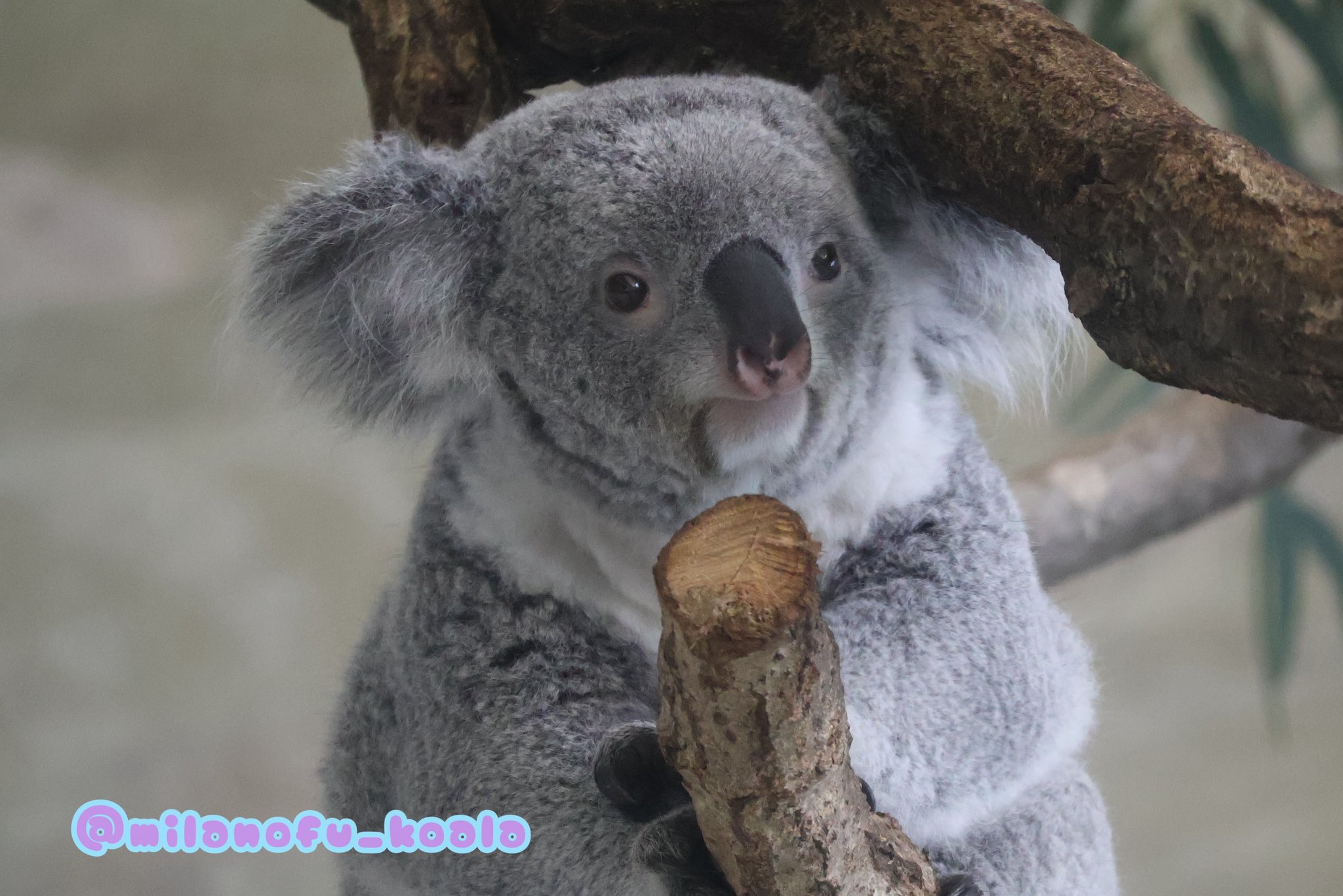 動物園学 塩ら～めん on X: 