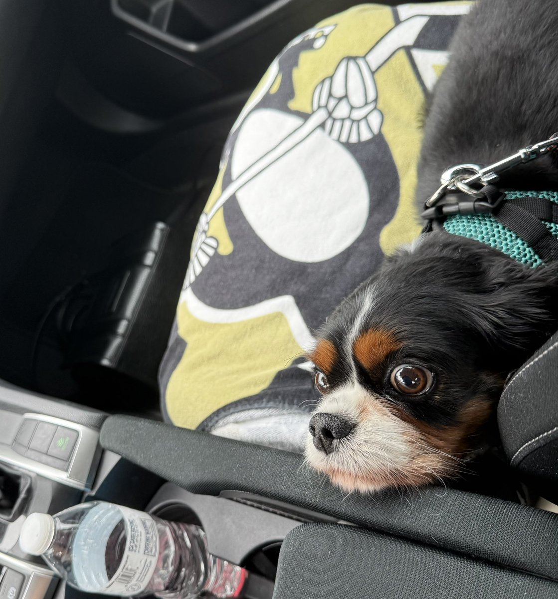 Kona◡̈♥︎ 2023 Hyundai Kona, Sel | KM8K3CAB2PU054979 | Bid History