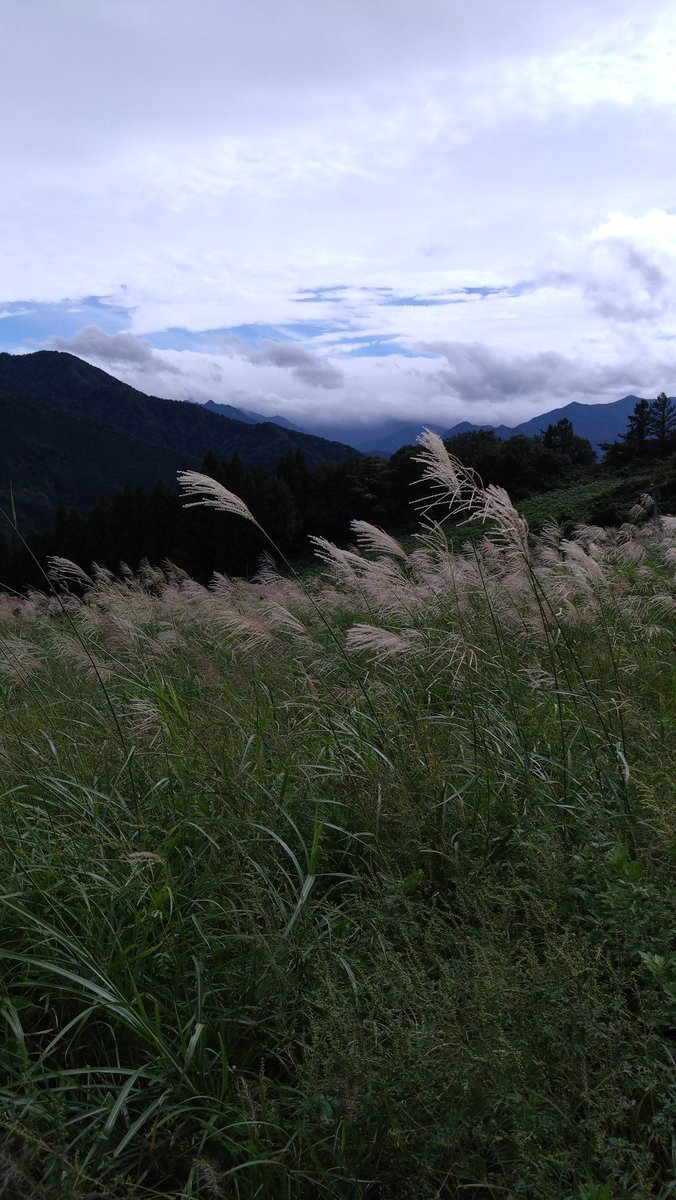 道の真ん中をゆっくり歩いてた、ヤマウズラの幼鳥かな？