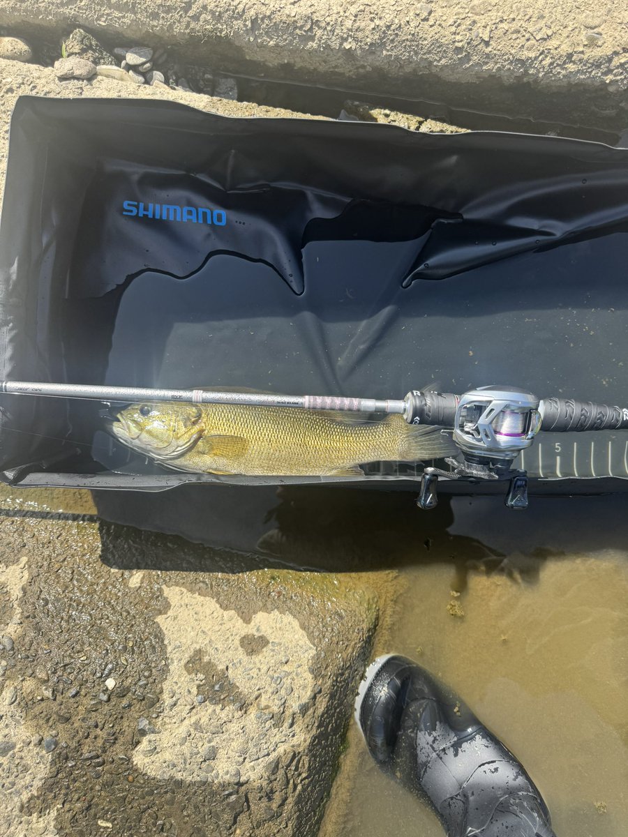 9時半〜11時まで1バイト1フィッシュにて終了。
メジャーと21ドットスリー無事入魂😁
シマノのプールオススメ
魚が暴れないし優しい
