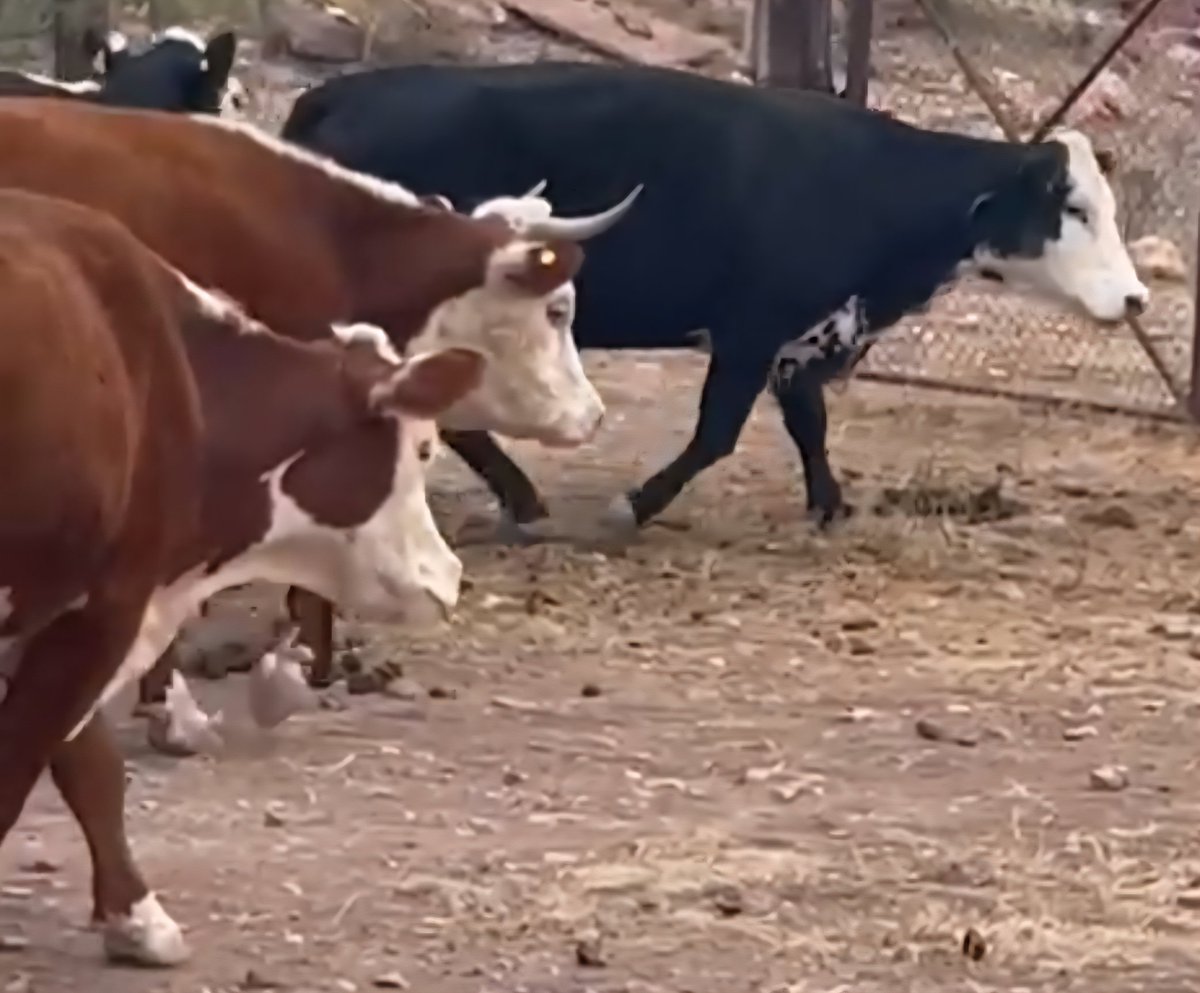 renekmp's tweet image. #LoveMyWork   🐂  🐂  🐂  #Chihuahua